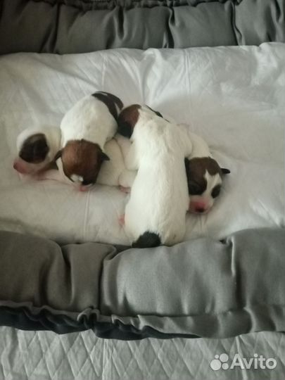 Щенки джек Рассел терьер гладкошерстный
