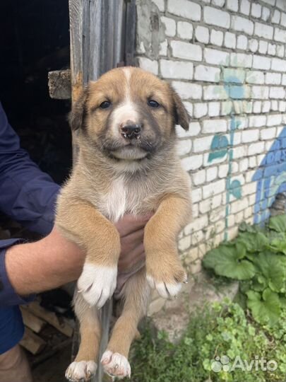 Щенки в добрые руки