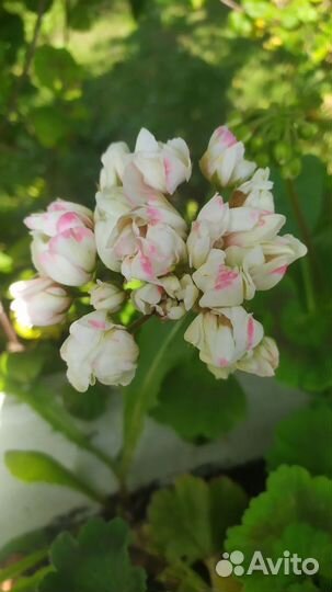 Пеларгония Apple blossom rosebud