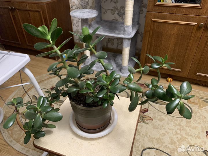 Комнатные растения