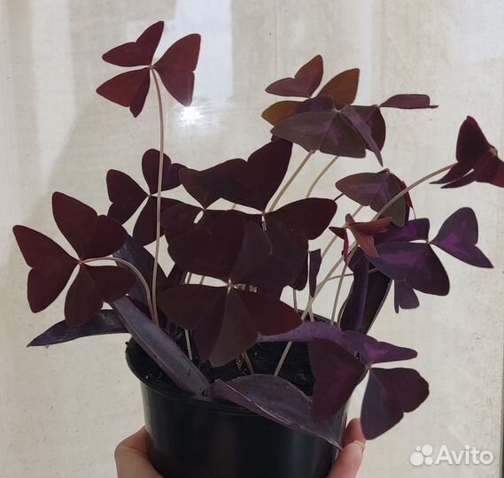 Кислица оксалис