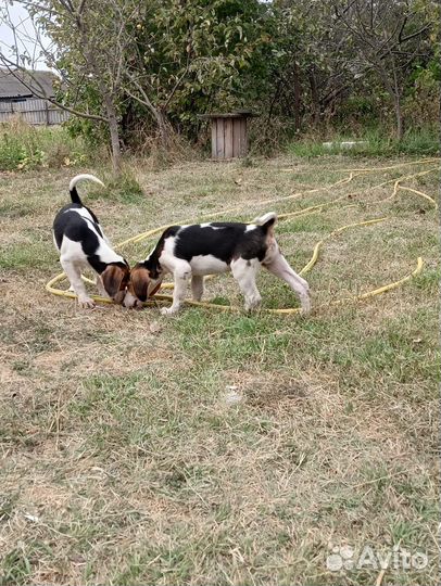 Русская пегая гончая