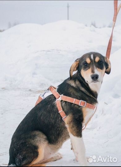 Собака в добрые руки