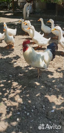 Молодые петухи