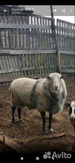Продается баран