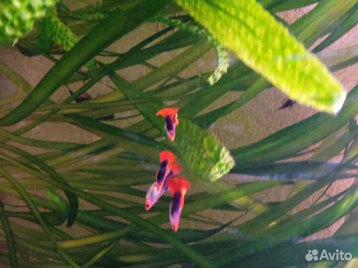 Московская кои Туксидо чистая линия