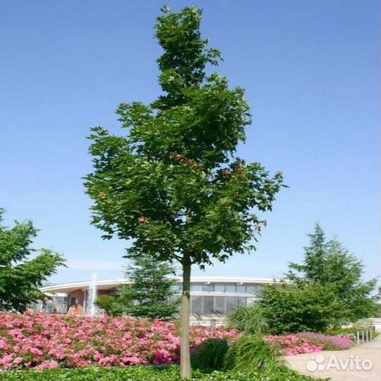 Клен серебристый