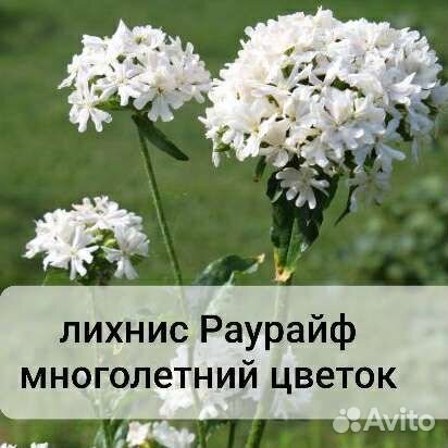 Лихнис Раурайф многолетний