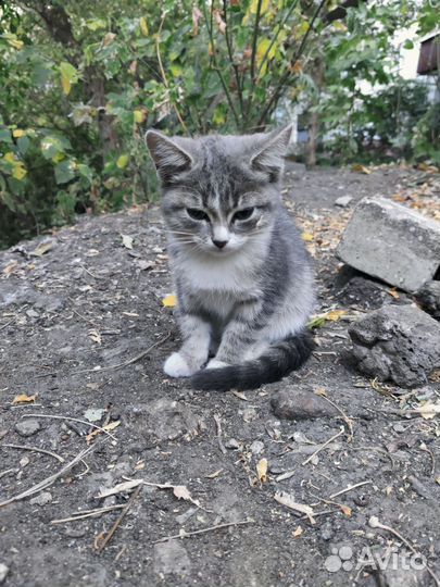 Котята в добрые руки бесплатно