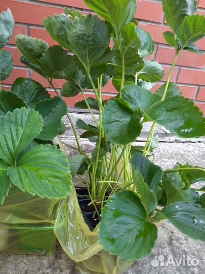 Саженцы клубники купчиха