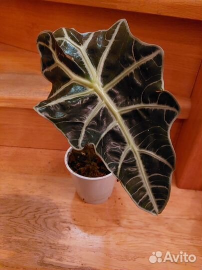 Бегония, Алоказия, Папоротник, выскочка