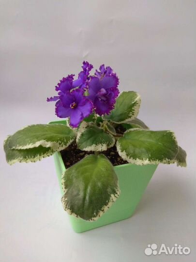 Цветущие фиалки