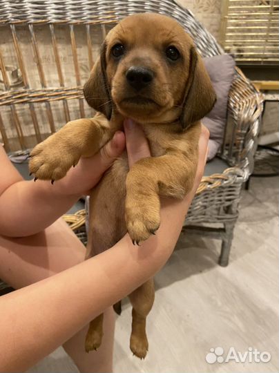 Собака такса