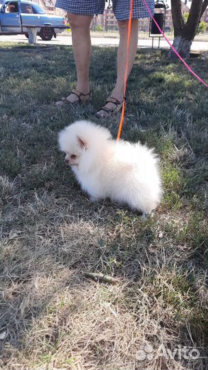 Шпиц кремовый (мини мишки)