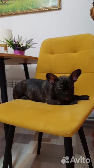 Французский бульдог щенки