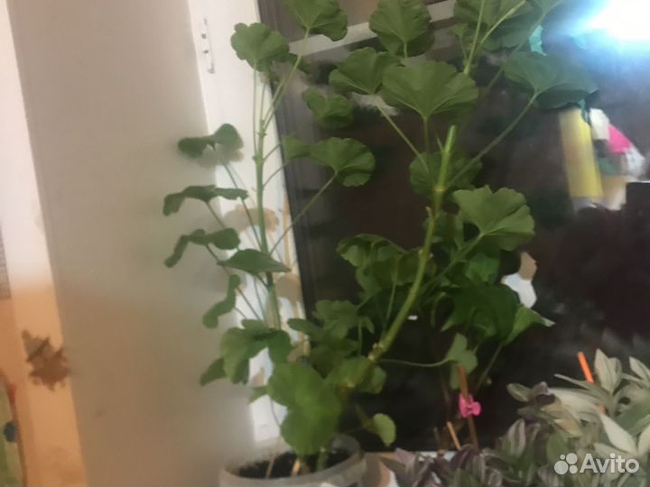 Пеларгония герань нежно розовая