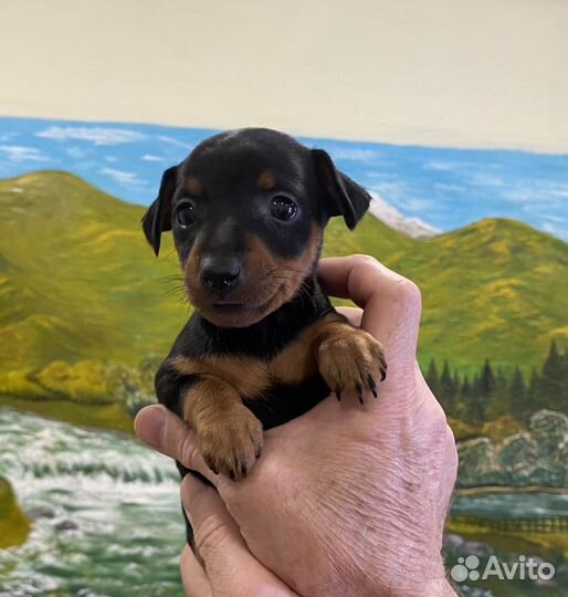 Щенок цвергпинчера