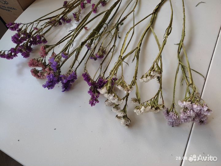 Статица (кермек) сухоцветы