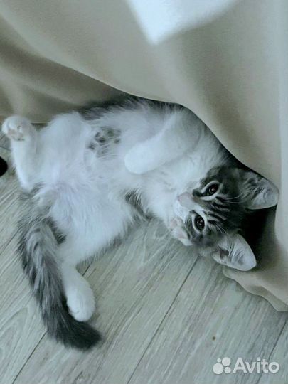 Азиатские котики плюшевые