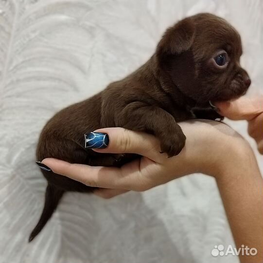 Щенки чихуахуа