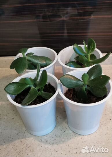 Денежное дерево толстянка