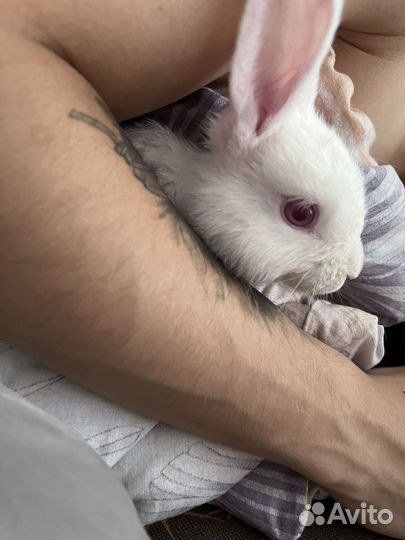 Декоративные кролики