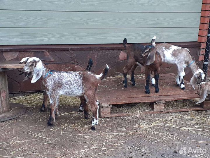 Англо-Нубийские козы