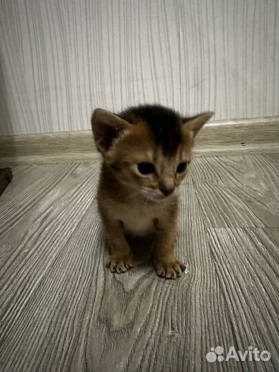 Абиссинский котенок