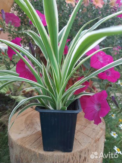 Хлорофитум