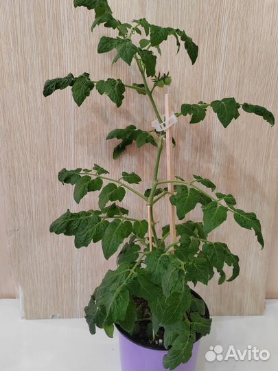 Рассада острого перца