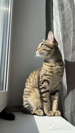 Котик в добрые руки