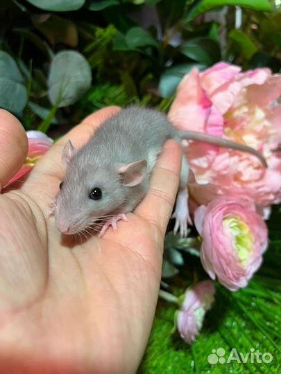 Крыса дамбо