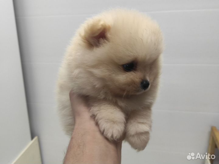 Померанский шпиц