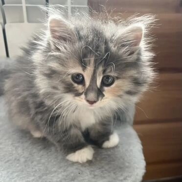 Курильский бобтейл длинношёрстный котёнок
