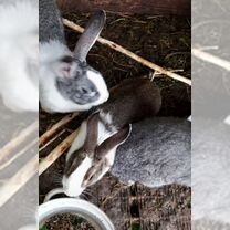 Крольчихи бабочки. Крольчихи с крольчатами, Советск