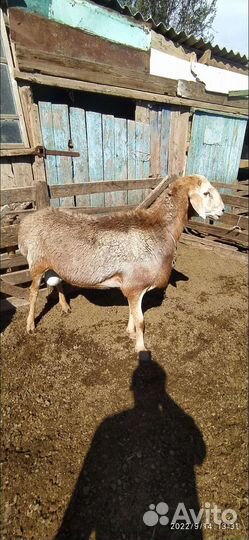 Бараны Гиссарской породы