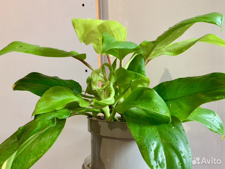 Филодендрон Malay gold