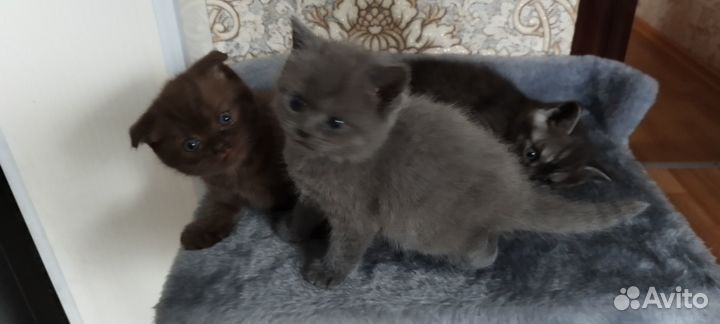 Британские котята