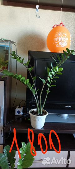Замиокулькас продам