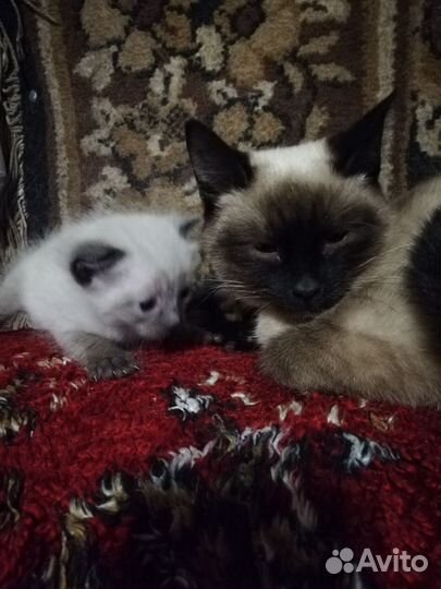 Сиамская кошечка