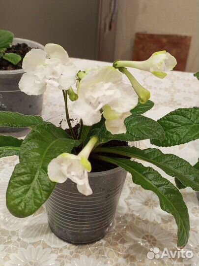 Стептокарпусы