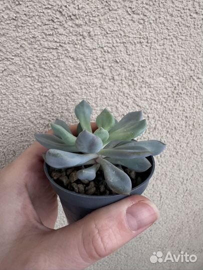 Суккулент Graptoveria 'Topsy Debbie'