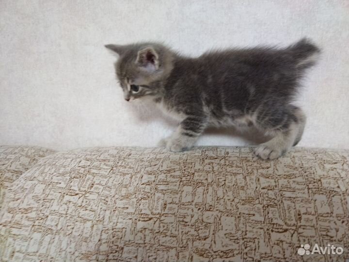 Котята курильский бобтейл