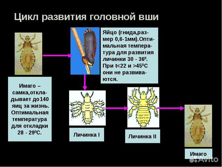 Уничтожение тараканов, клопов. Дезинфекция