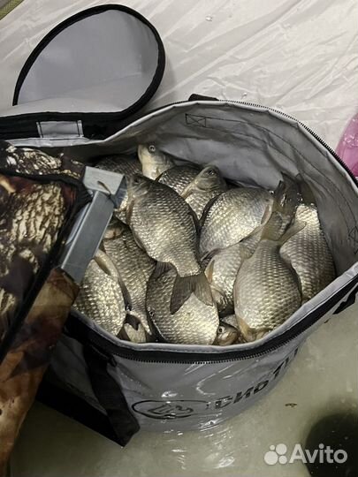 Рыба карась свежая с Салтаима