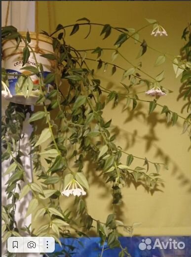 Комнатные цветы хойя