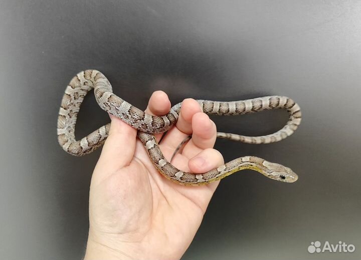 Маисовый полоз