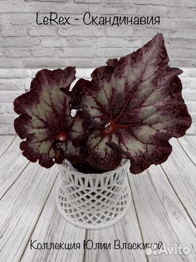 Бегония декоративно лиственная