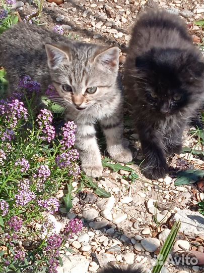 Отдам котята в добрые руки