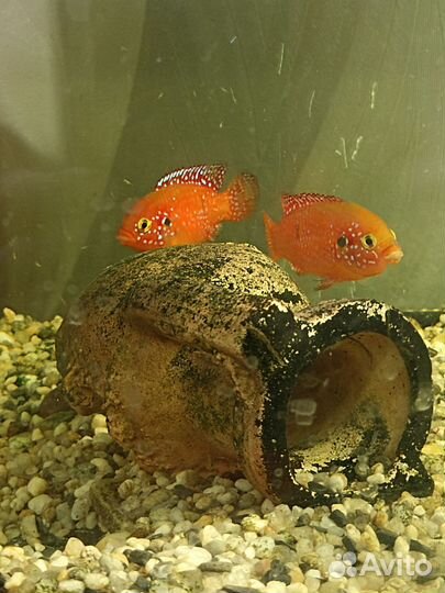 Аквариумные рыбки цихлиды